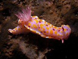 Ceratosoma amoena, Bare Island by Doug Anderson 